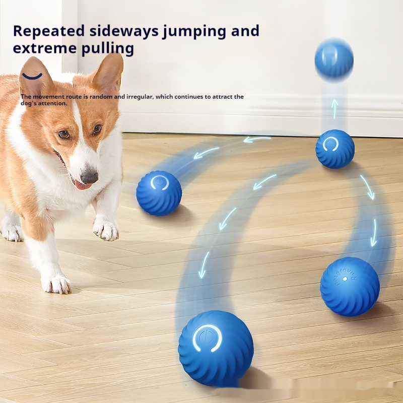Corgi chasing the blue self-moving jumping ball