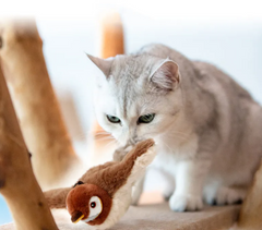 Grey cat sniffing the plush sparrow toy